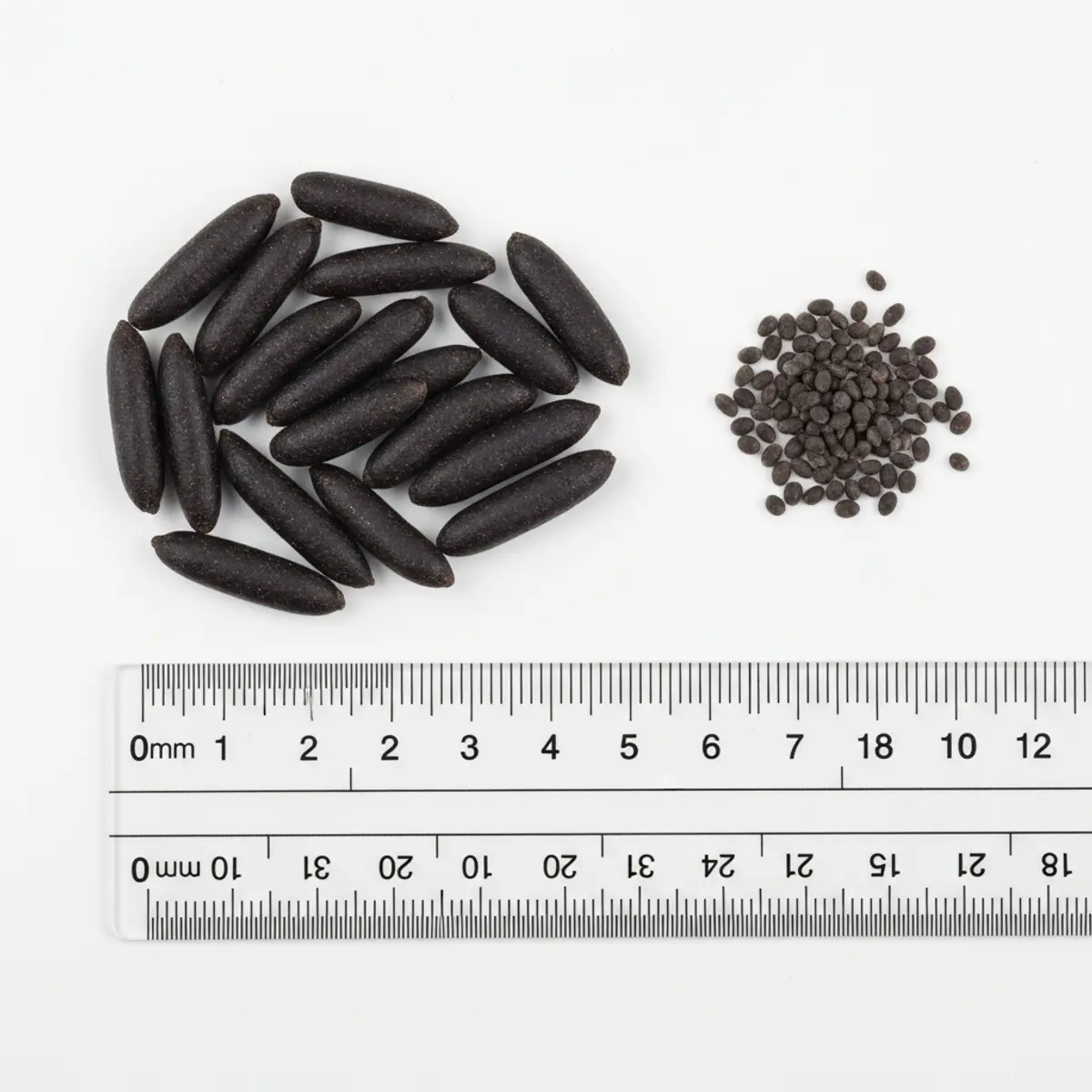 Comparaison de taille entre crottes de rat et crottes de souris sur une règle graduée